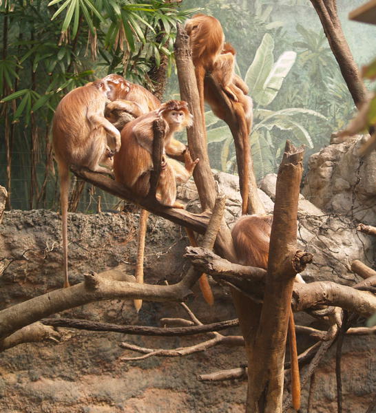 Ebonylangur