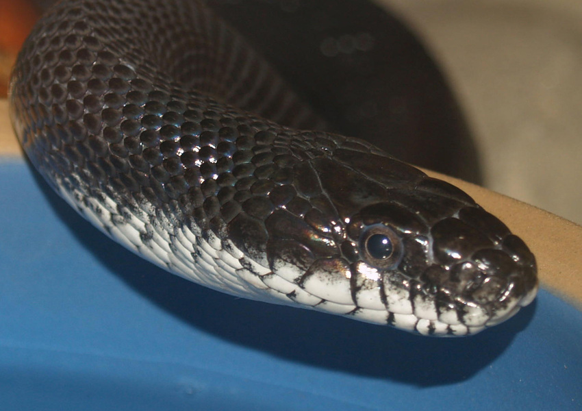 Pantherophis