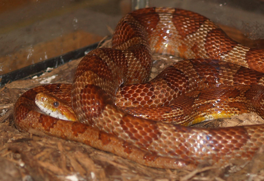 Pantherophis guttatus