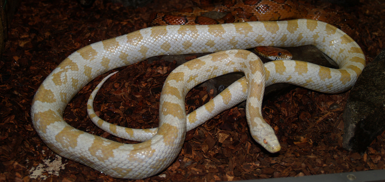 Pantherophis