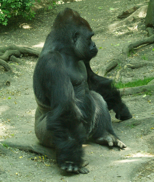 Gorilla8