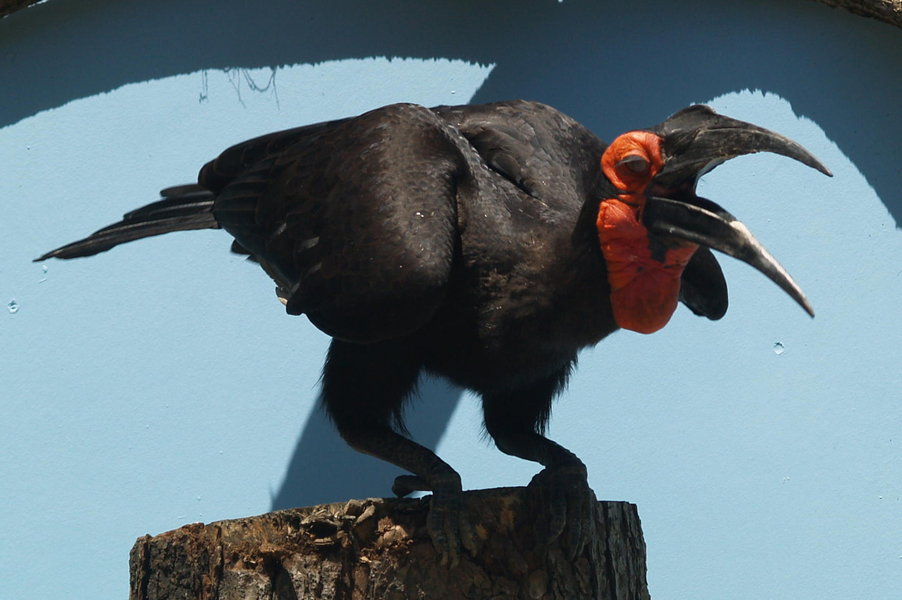 Bucorvidae