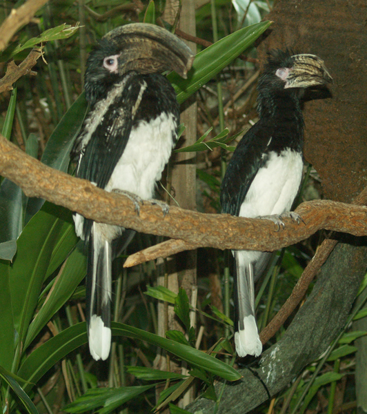 Hornbill_trumpeter