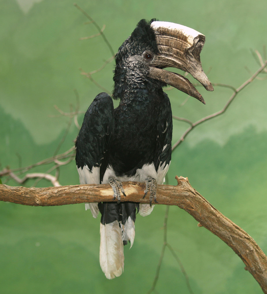 Hornbillblackwhitecasqued