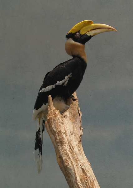 Coraciiformes