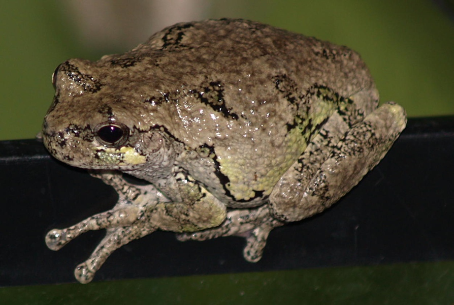 Lissamphibia