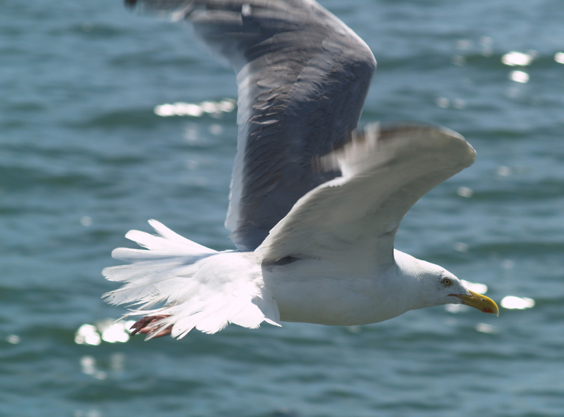 Larus argentatus