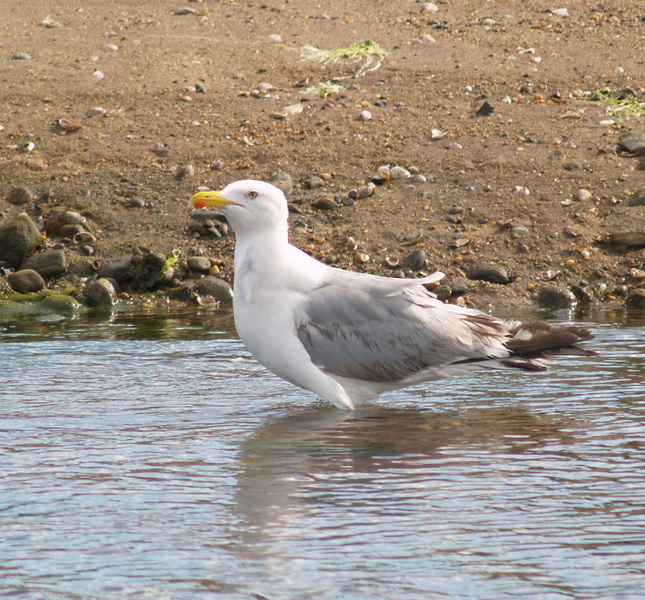 Eumetazoa