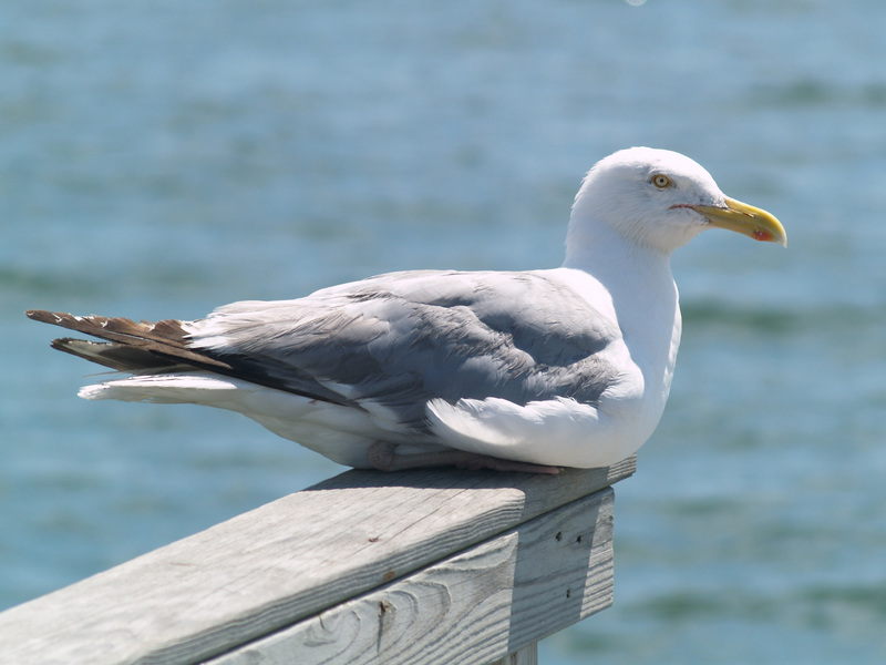 Larus argentatus