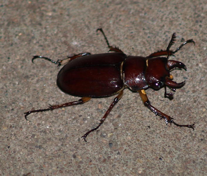 Lucanus capreolus