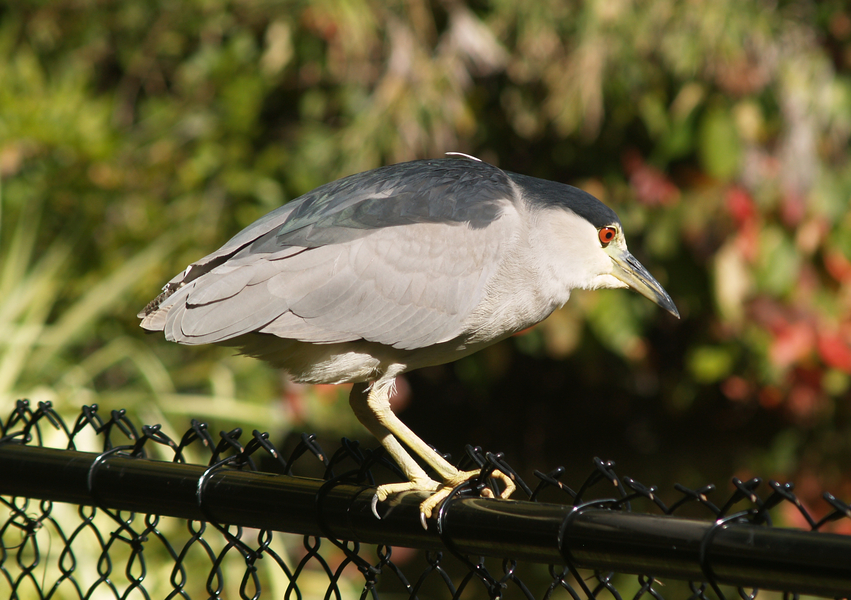 Nycticorax11