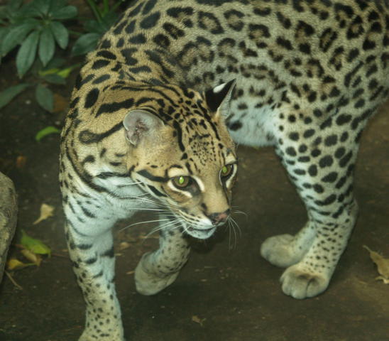 Leopardus pardalis (ocelot)