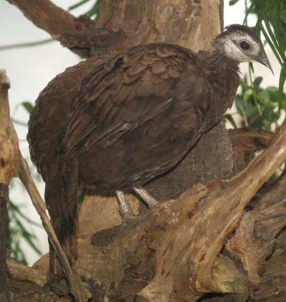 Galliformes