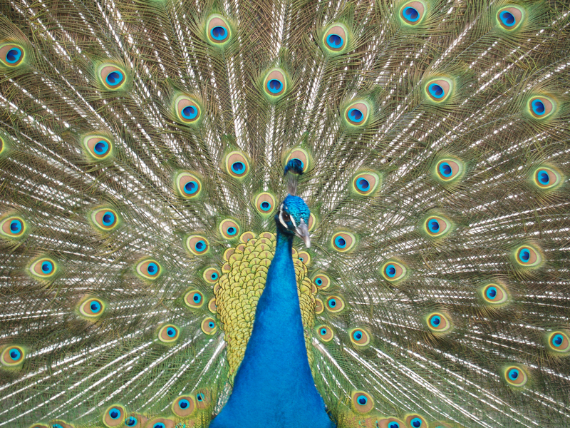 Pavo