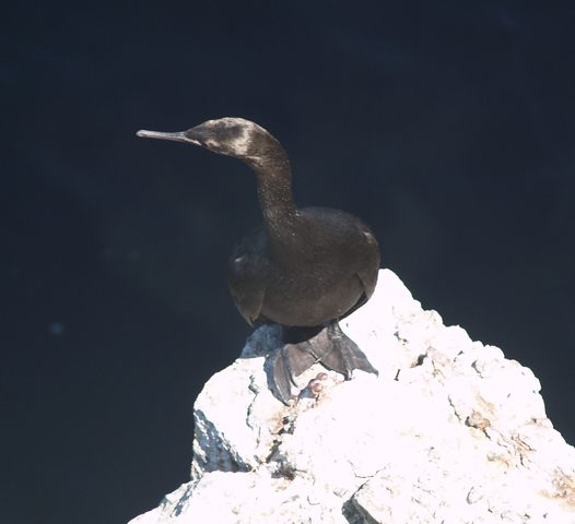 Photo of Phalacrocorax pelagicus