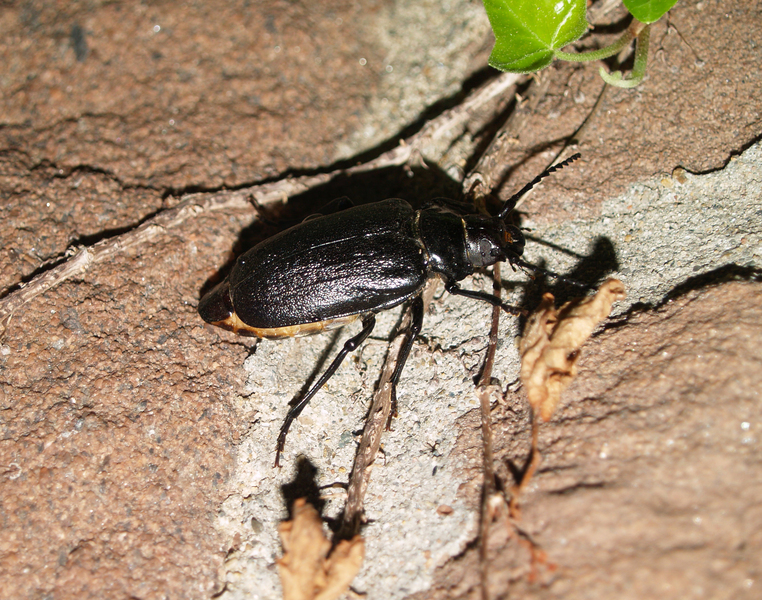 Coleoptera