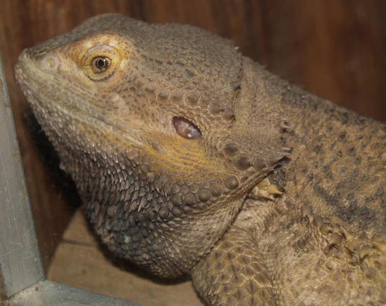 Pogona minor