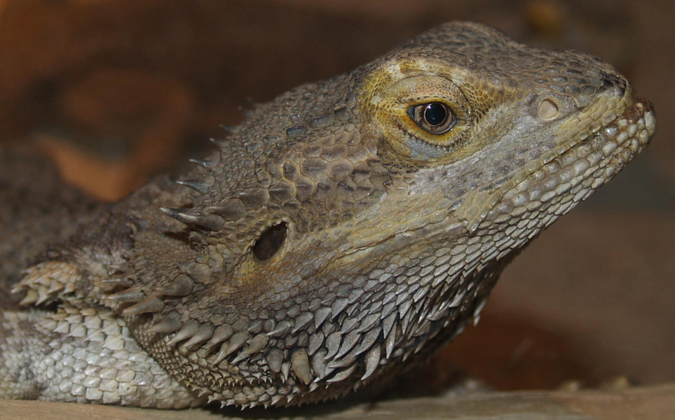 Pogona minor