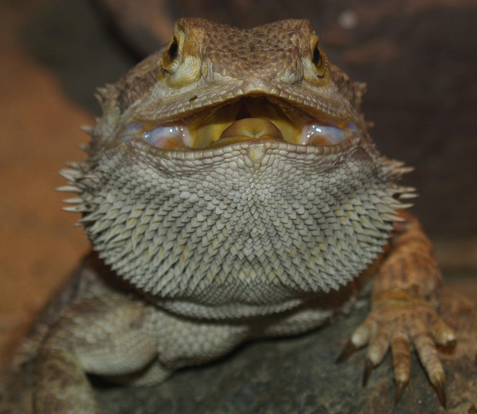 Pogona