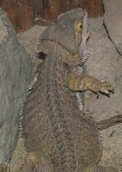 Pogona minor