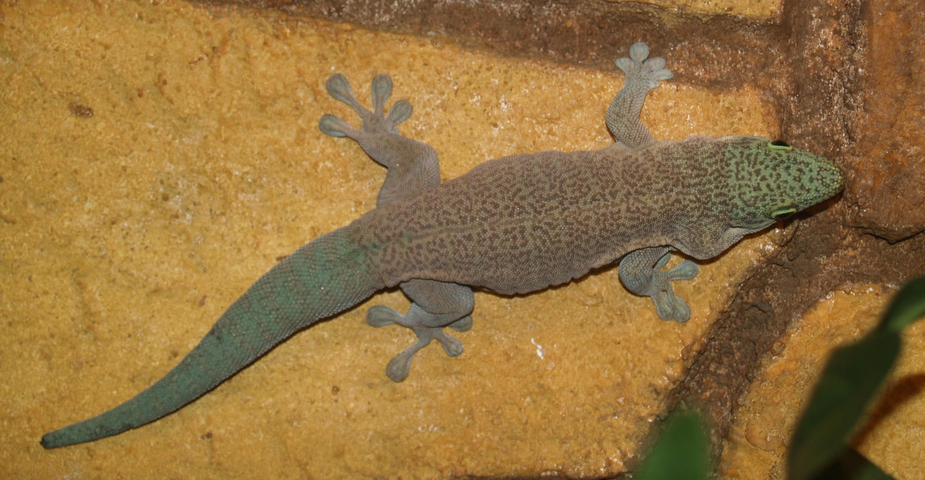 Photo of Phelsuma standingi