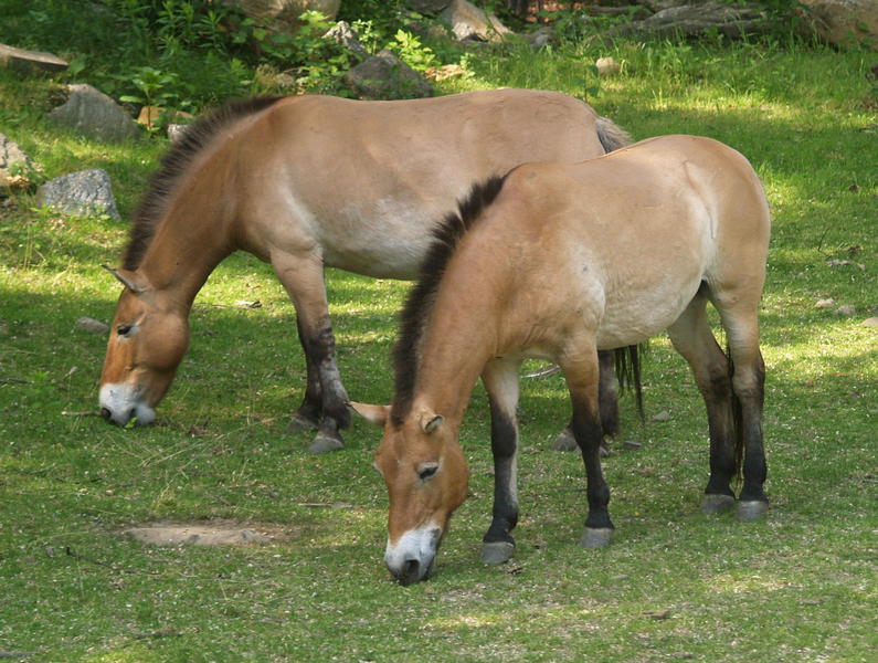 Pzerwalskishorse