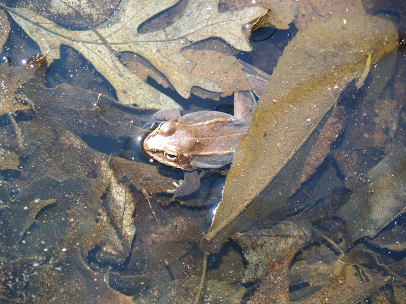 Lissamphibia