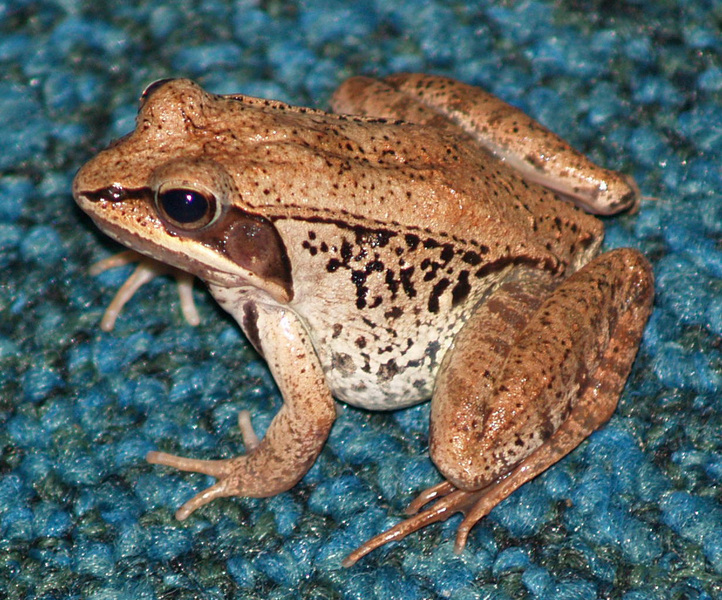 Lithobates sylvaticus