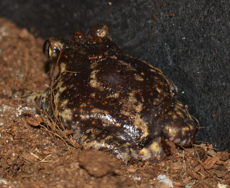 Scaphiopus