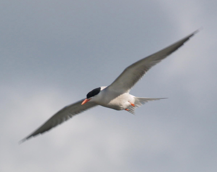 Charadriiformes