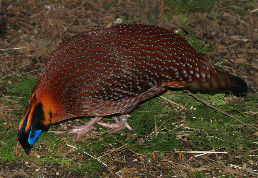 Galliformes