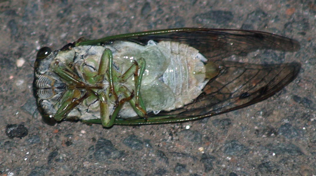 Tibicen canicularis