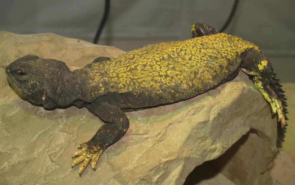 Uromastyx