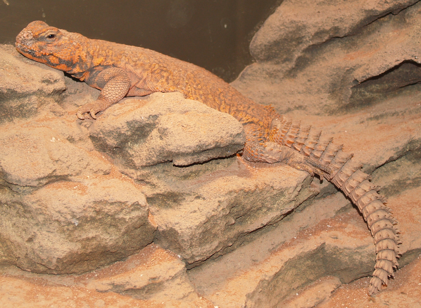 Uromastyx geyri