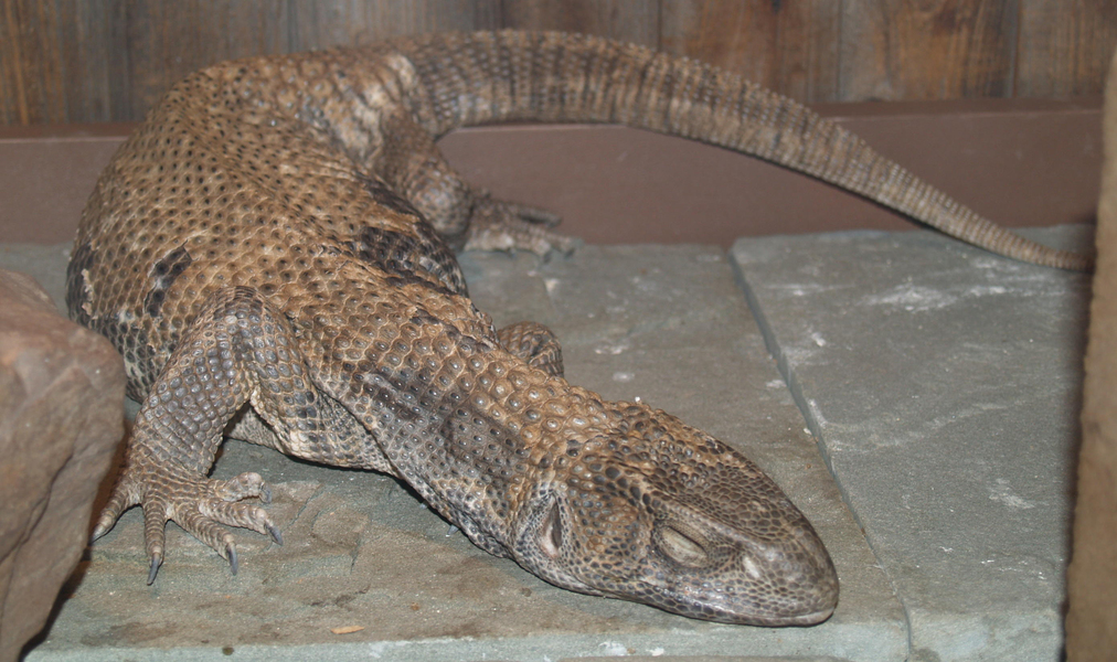 Varanus