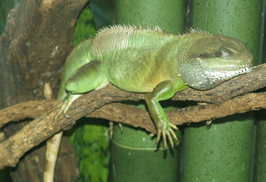 Squamata