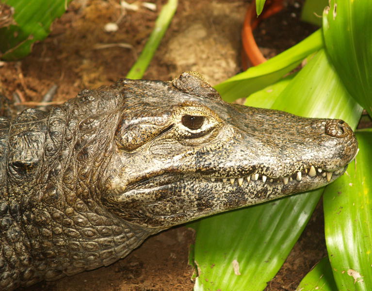 Crocodylidae