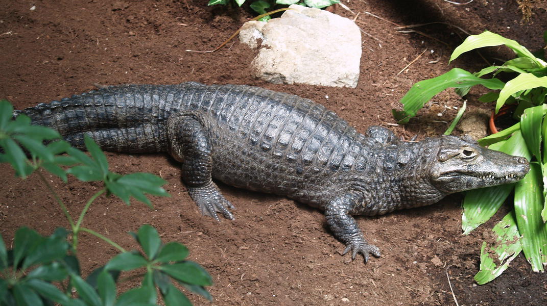 Crocodylia