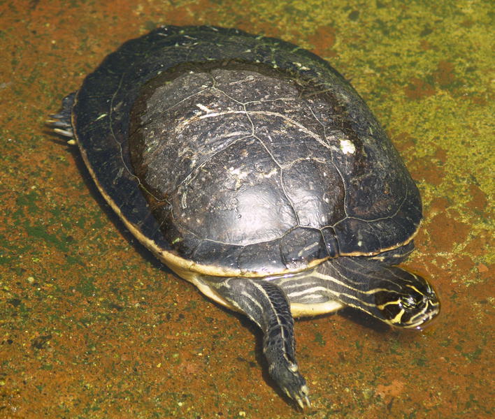 Yellowturtle