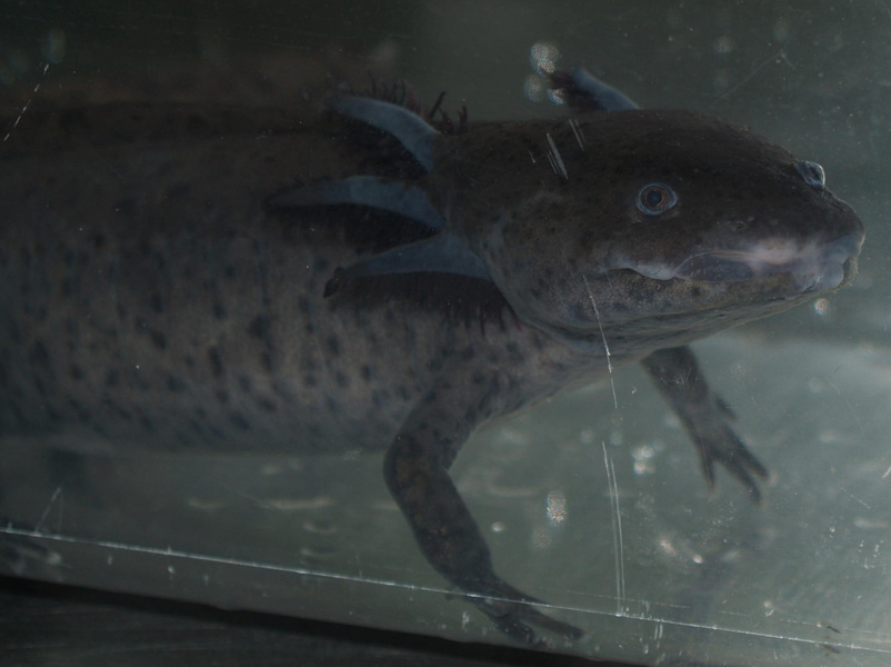 Ambystoma mexicanum