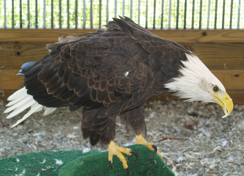 Haliaeetus