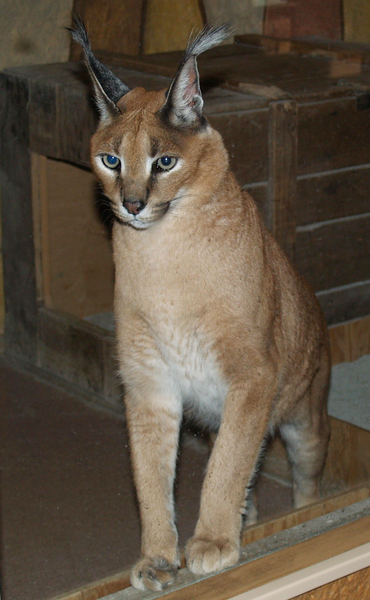 Caracal caracal