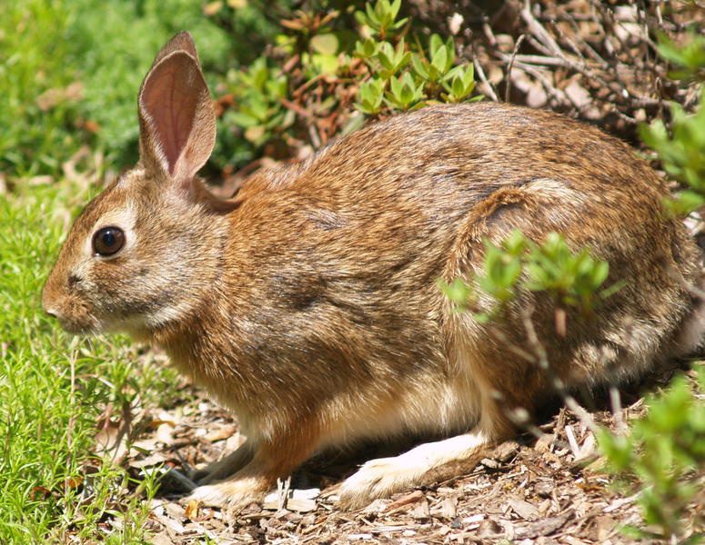 Lagomorpha