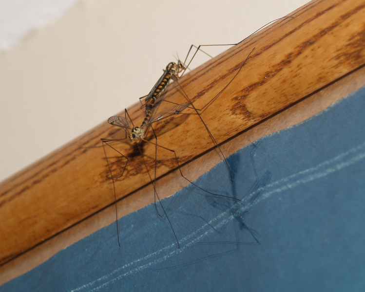 craneflies_mating