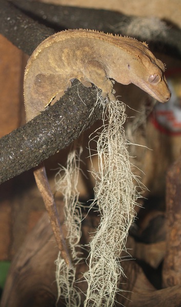 Rhacodactylus ciliatus