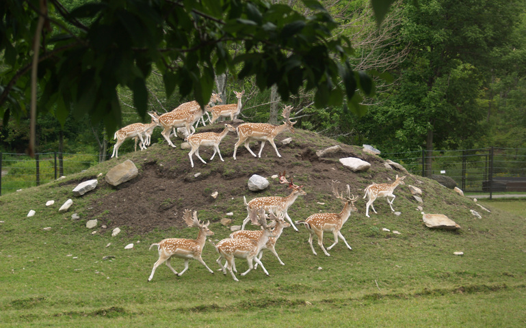 Dama dama (fallow deer)