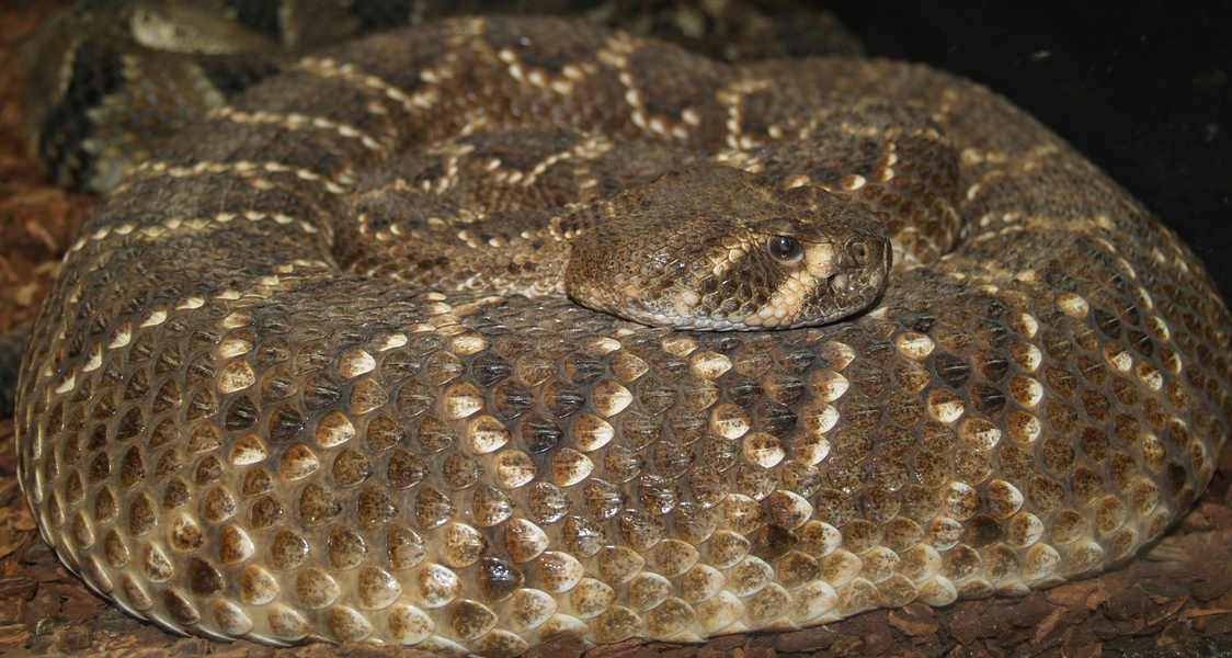 Crotalus