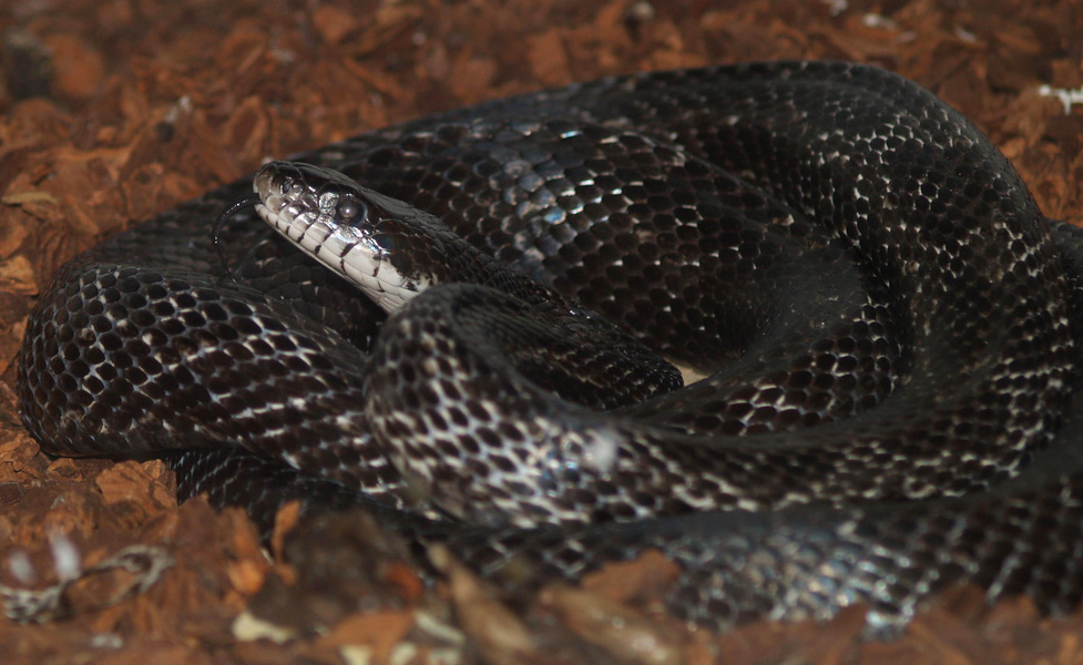 Pantherophis obsoletus