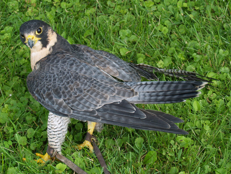 Falco peregrinus