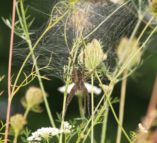 Photo of Dolomedes tenebrosus